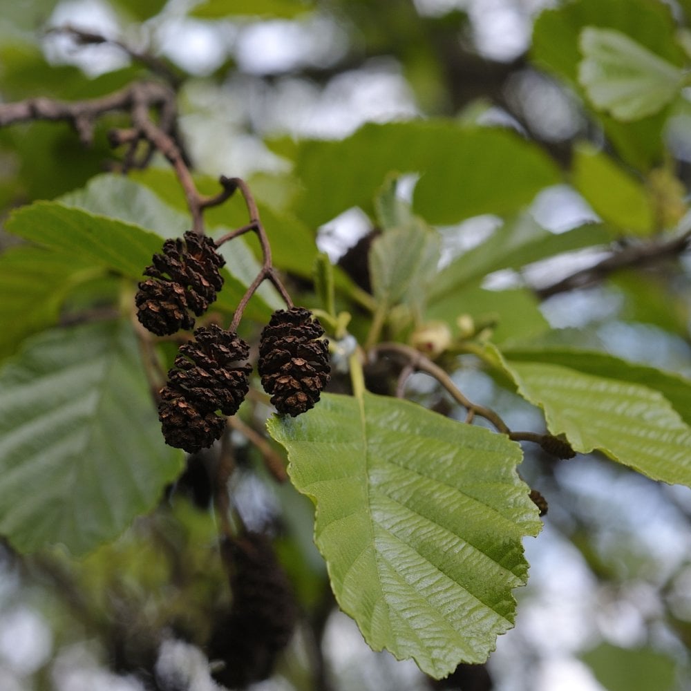 Black Alder Common (Alnus glutinosa) - Ladybird Nursery