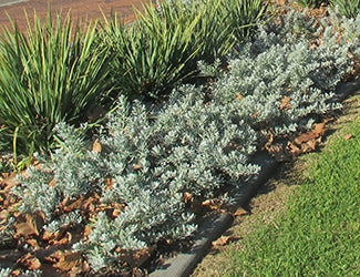 Emu Bush prostrate Blue Horizon™ (Eremophila glabra)