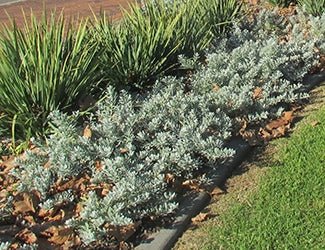 Emu Bush prostrate Blue Horizon™ (Eremophila glabra) - Ladybird Nursery