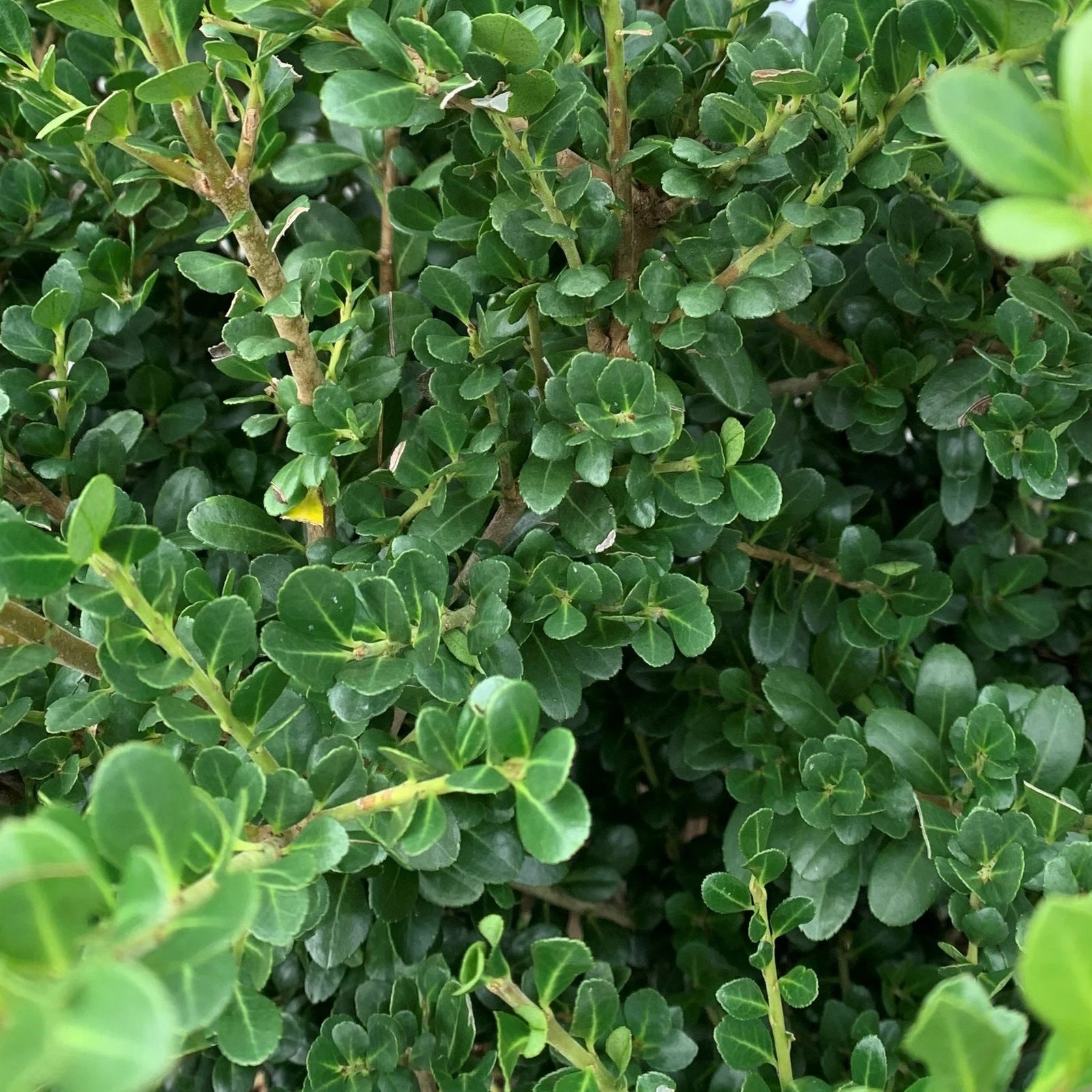 Japanese Holly (Ilex crenata) - Ladybird Nursery