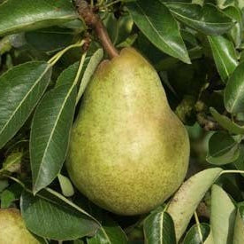 Dwarf Pear 'Cool Crisp' - Ladybird Nursery