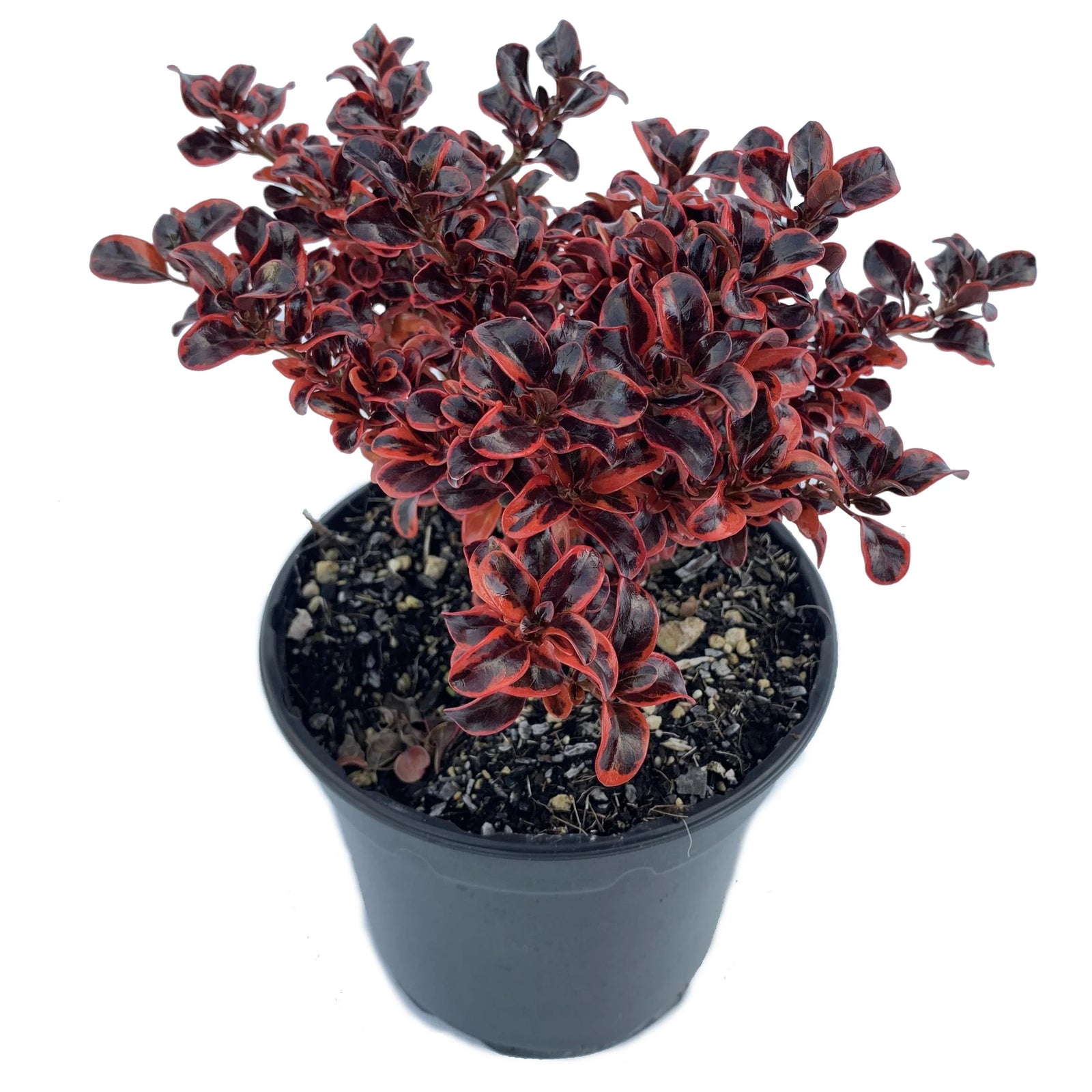 Assorted (Coprosma spp.) - Ladybird Nursery
