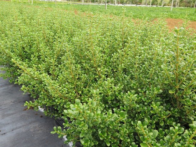 Coprosma Middlemore - Ladybird Nursery