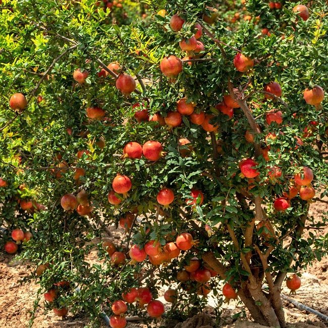 Pomegranate Elche - Ladybird Nursery