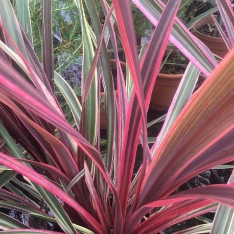 Cordyline Can Can (Cordyline australis) - Ladybird Nursery