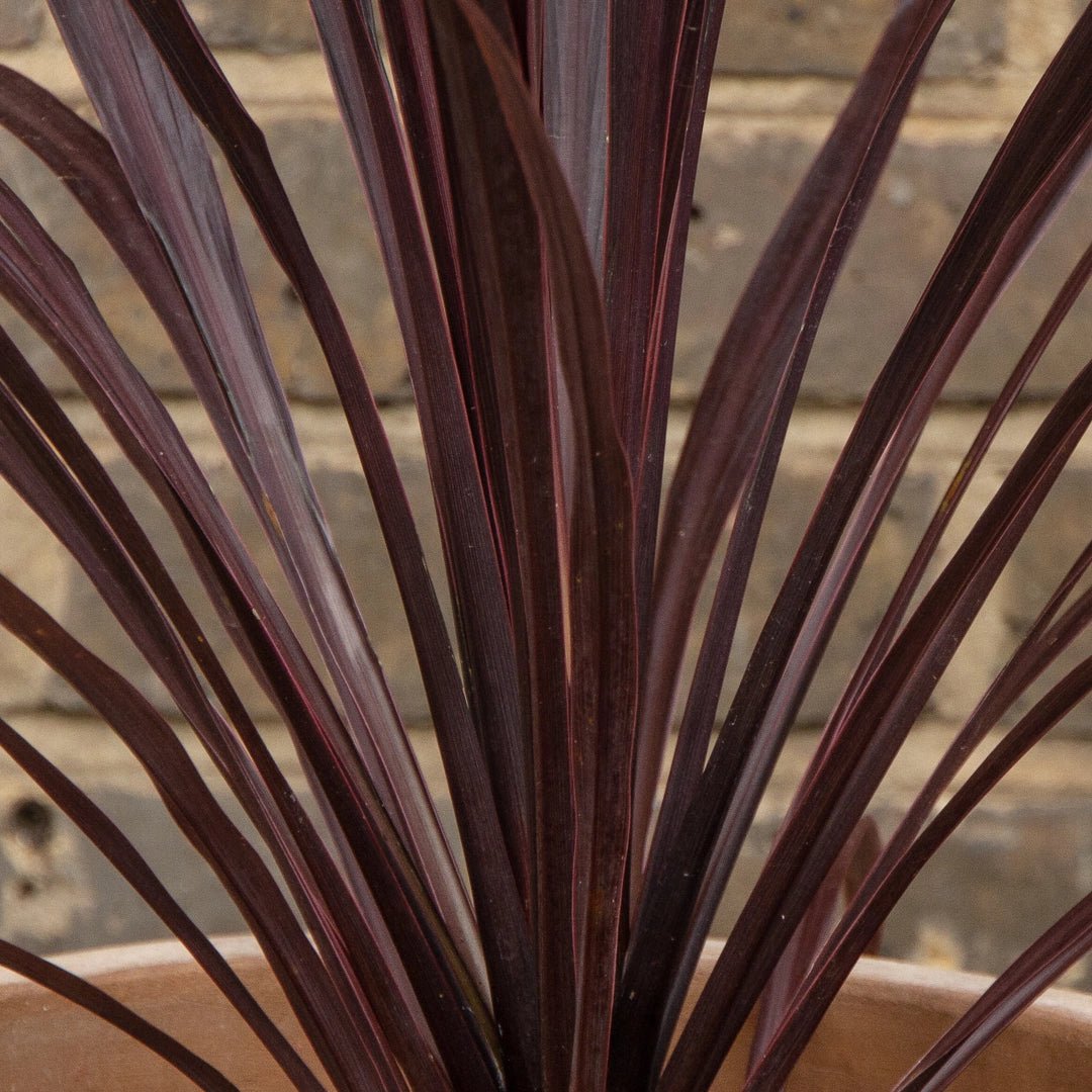 Cordyline Black Knight (Cordyline australis) - Ladybird Nursery