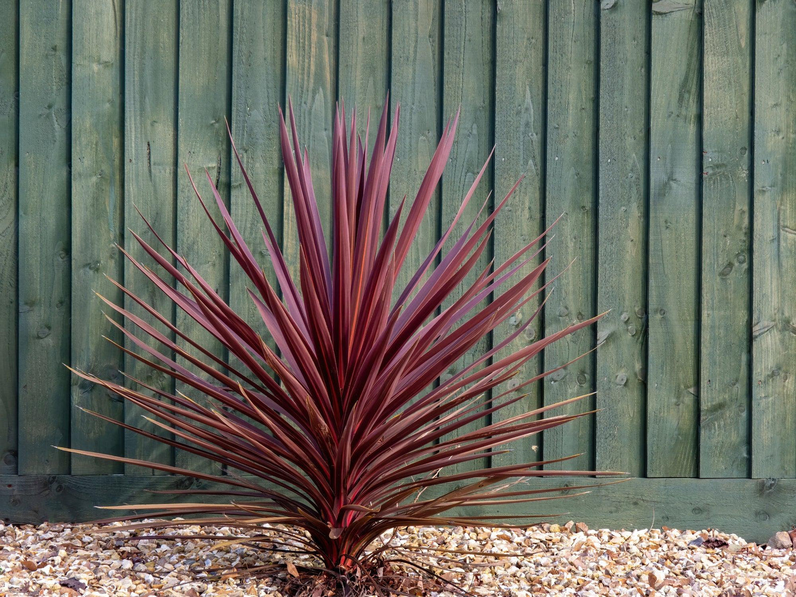 Cordyline Red Sensation (Cordyline australis) - Ladybird Nursery