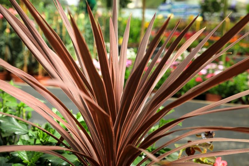 Cordyline Red Sensation (Cordyline australis) - Ladybird Nursery