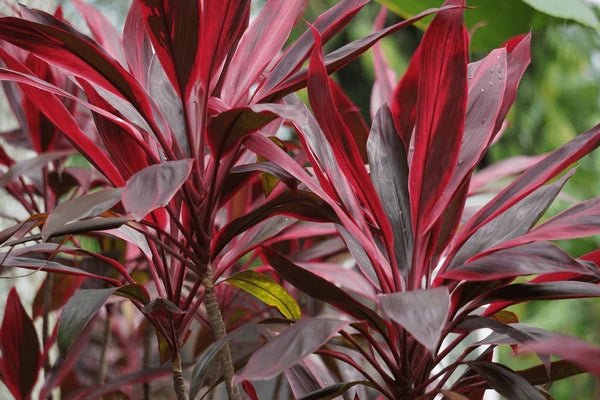Cordyline 'Firebrand' - Ladybird Nursery