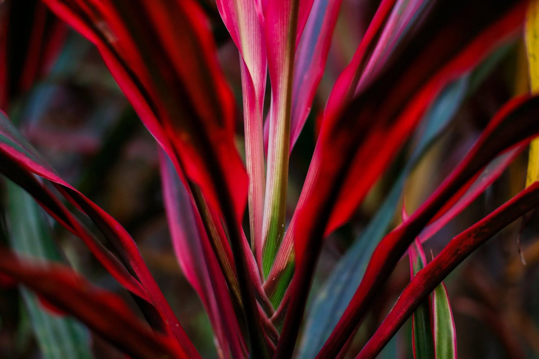 Cordyline Red Edge (Cordyline australis) - Ladybird Nursery