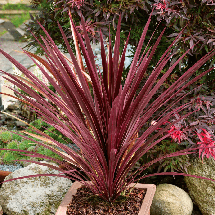 Cordyline Red Star (Cordyline australis) - Ladybird Nursery