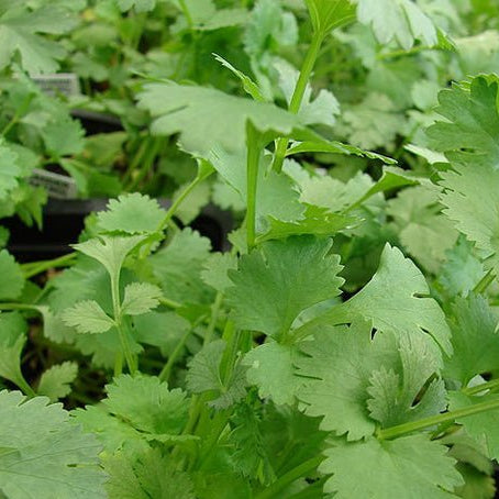 Coriander (Pickup Only) - Ladybird Nursery