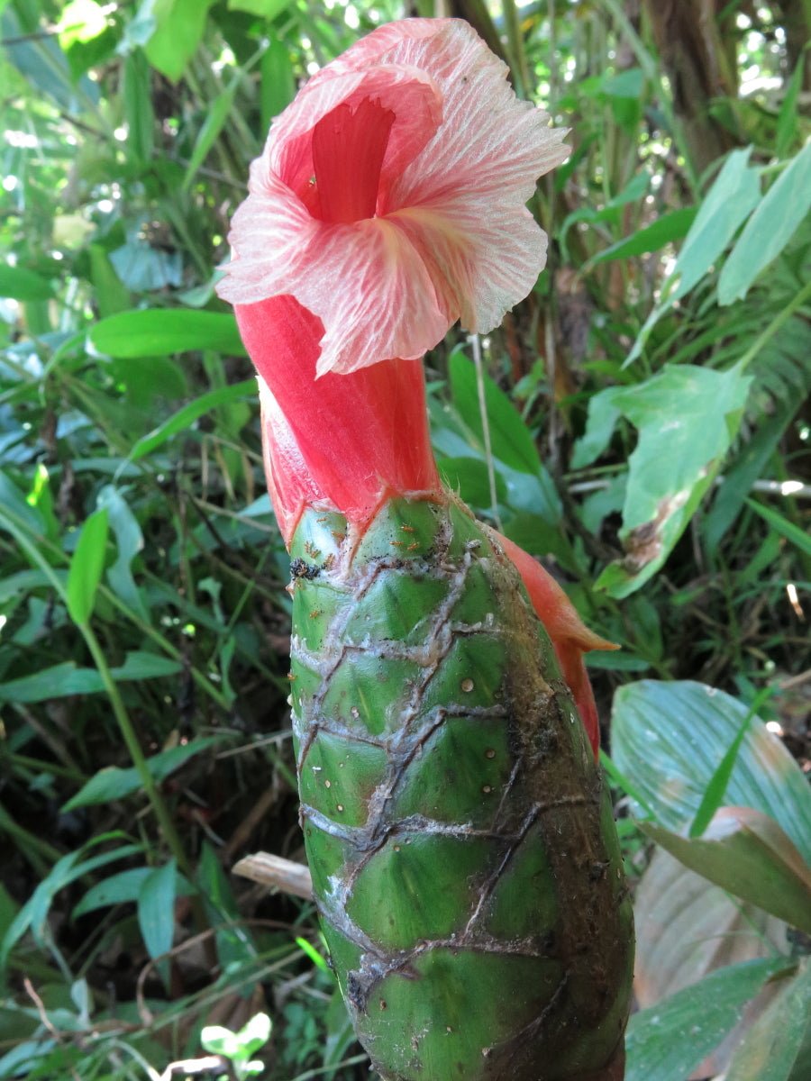 Amazon Costus (Costus amazonicus) - Ladybird Nursery