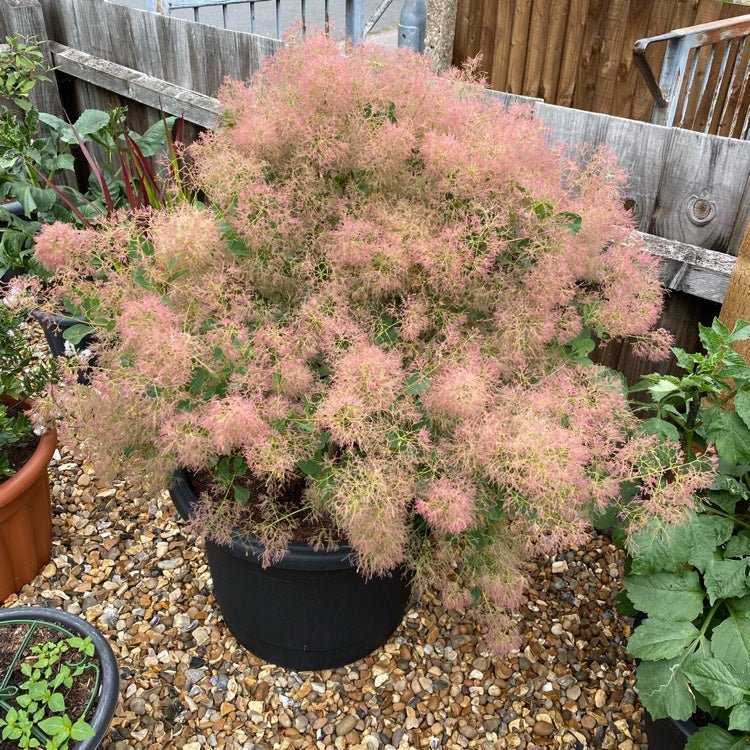 Smokebush Young Lady (Cotinus coggygria) - Ladybird Nursery