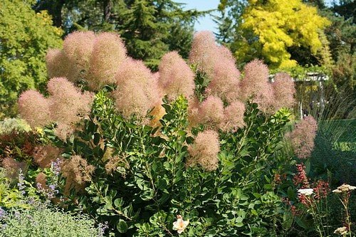 Smokebush Young Lady (Cotinus coggygria) - Ladybird Nursery