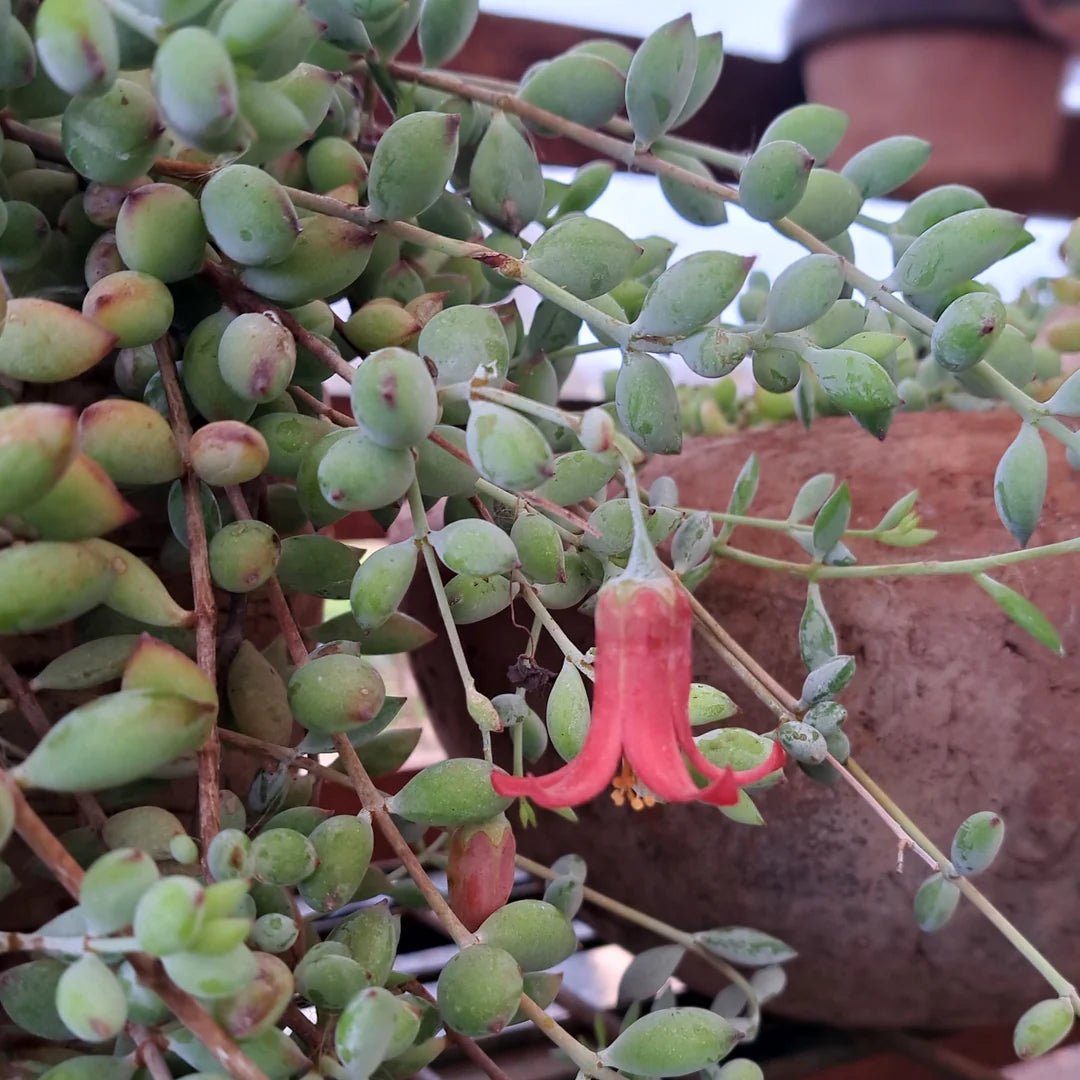 Hanging Baskets (Cotyledon pendens) - Ladybird Nursery