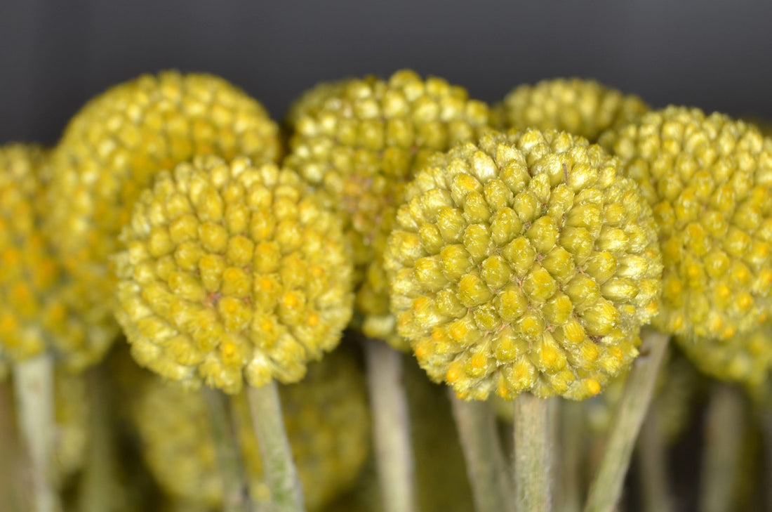 Billy Buttons (Craspedia globosa) - Ladybird Nursery