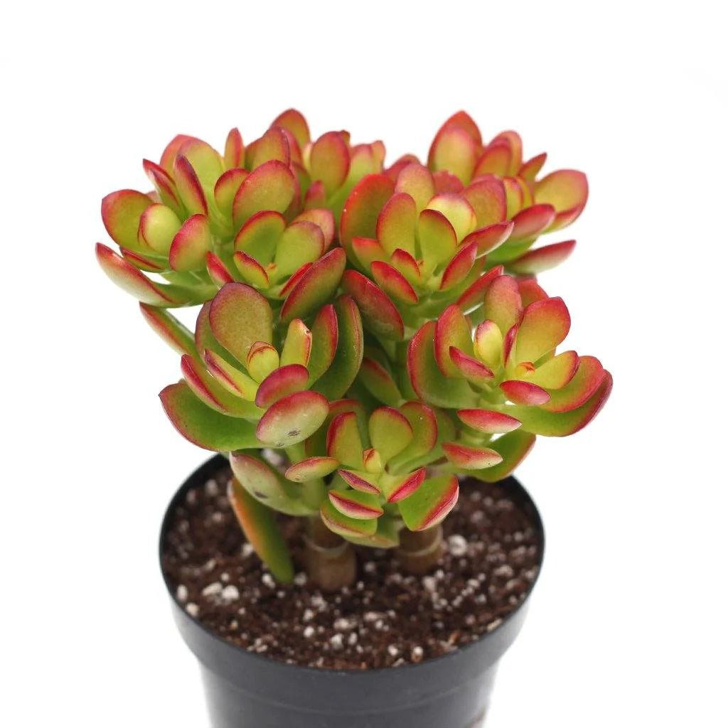 Crassula Red (Crassula Crosby) - Ladybird Nursery