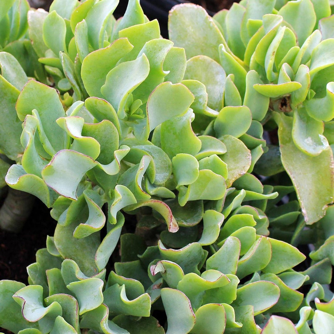 Ripple Jade undulatifolia (Crassula arborescens) - Ladybird Nursery