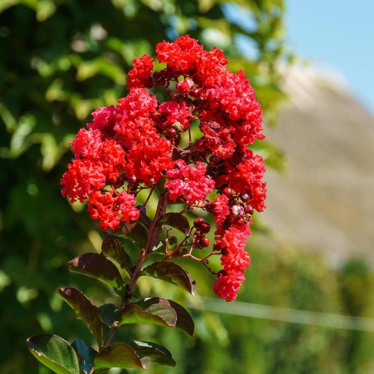 Crepe Myrtle Diamonds in the Dark Crimson Red (Lagerstroemia) - Ladybird Nursery