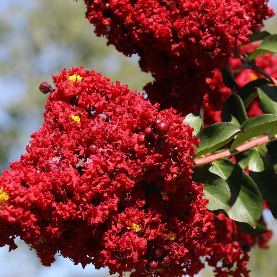 Crepe Myrtle Diamonds in the Dark Crimson Red (Lagerstroemia) - Ladybird Nursery