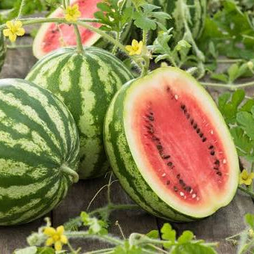 Watermelon 'Crimson Sweet'