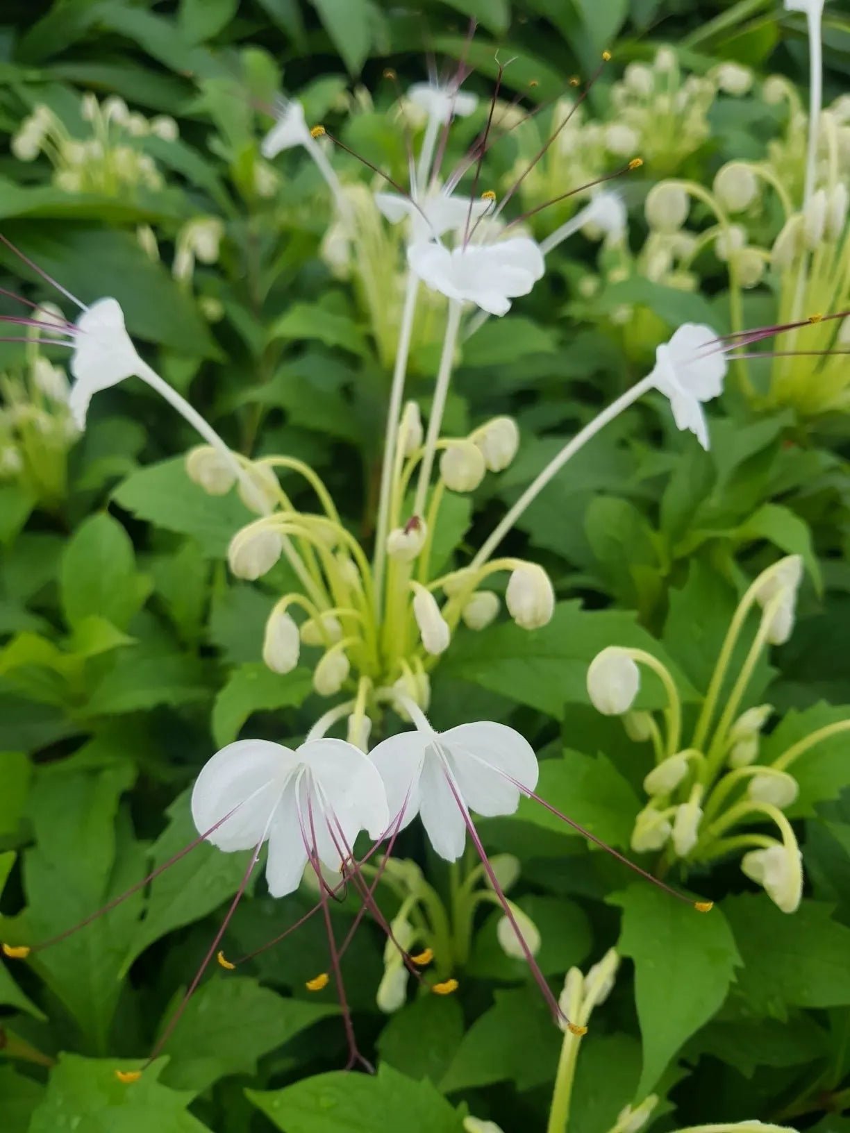 Rotheca incisa (Musical Note Plant) - Ladybird Nursery