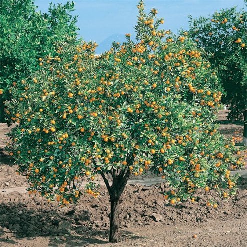 Cumquat Meiwa (QLD Only) - Ladybird Nursery