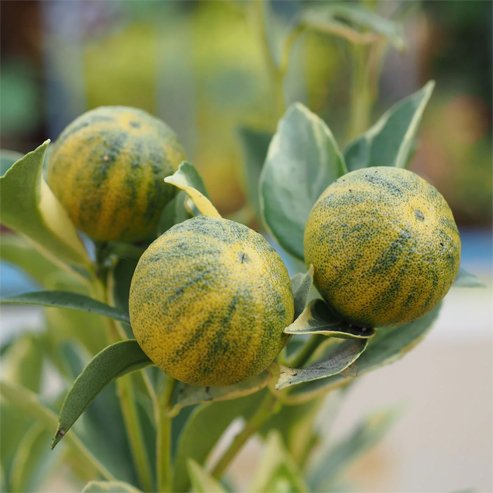 Dwarf Cumquat Variegated (QLD Only) - Ladybird Nursery