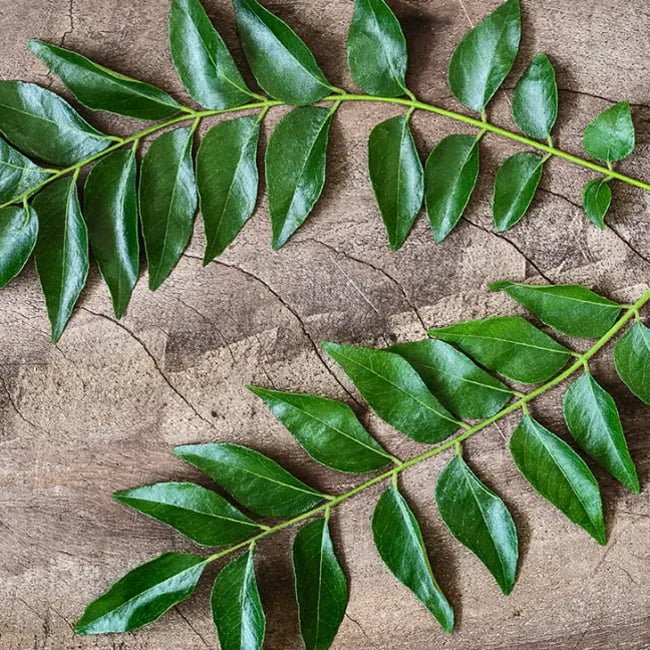 Curry Tree (Murraya koenigii) - Ladybird Nursery