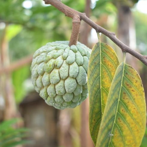 Custard Apple African pride seedling - Ladybird Nursery