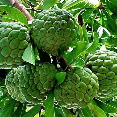 Custard Apple African pride seedling - Ladybird Nursery