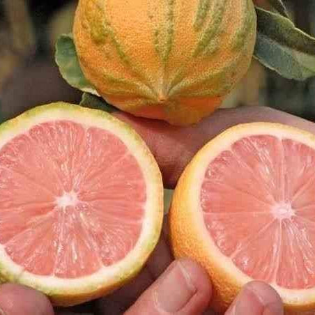 Pink Lemon Tree (QLD Only) - Ladybird Nursery