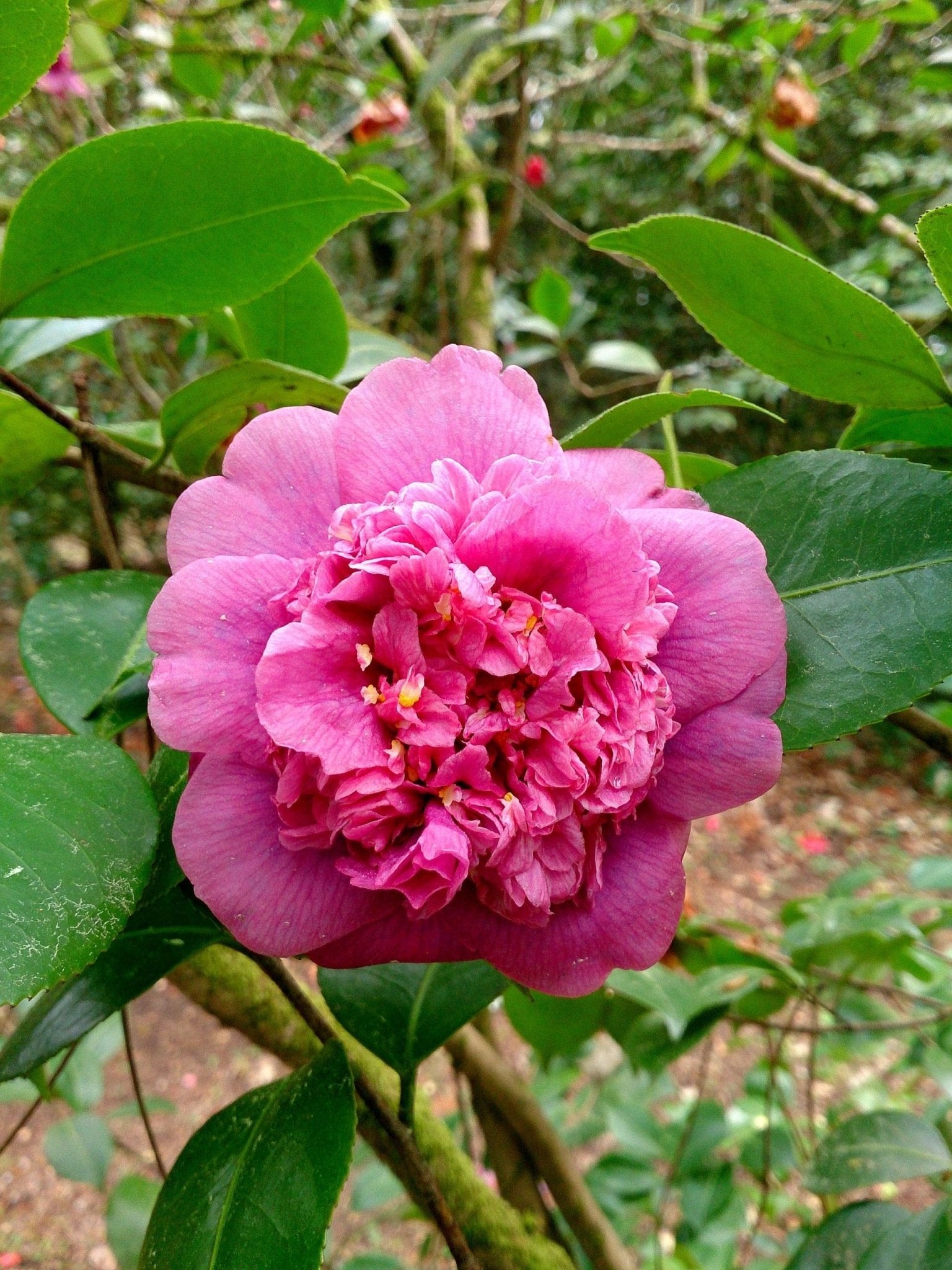 Camellia Dona Herzilia de Freitas Magalhaes (Camellia japonica) - Ladybird Nursery