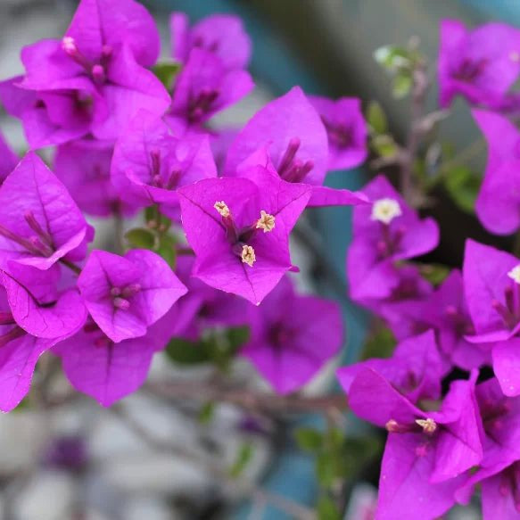 Zulu Bougainvillea (Bougainvillea Bambino™) - Ladybird Nursery