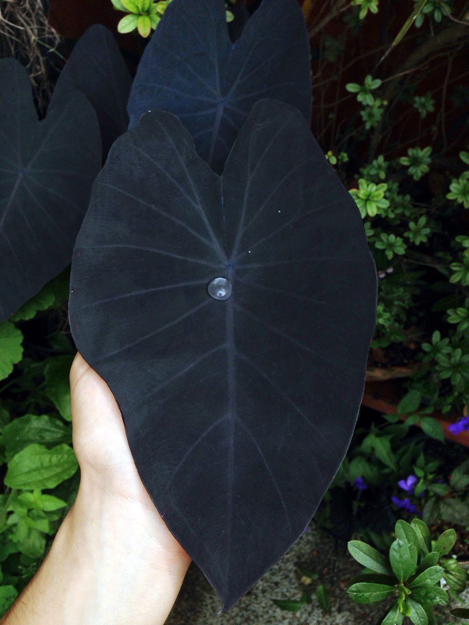 Black Magic (Colocasia esculenta) - Ladybird Nursery