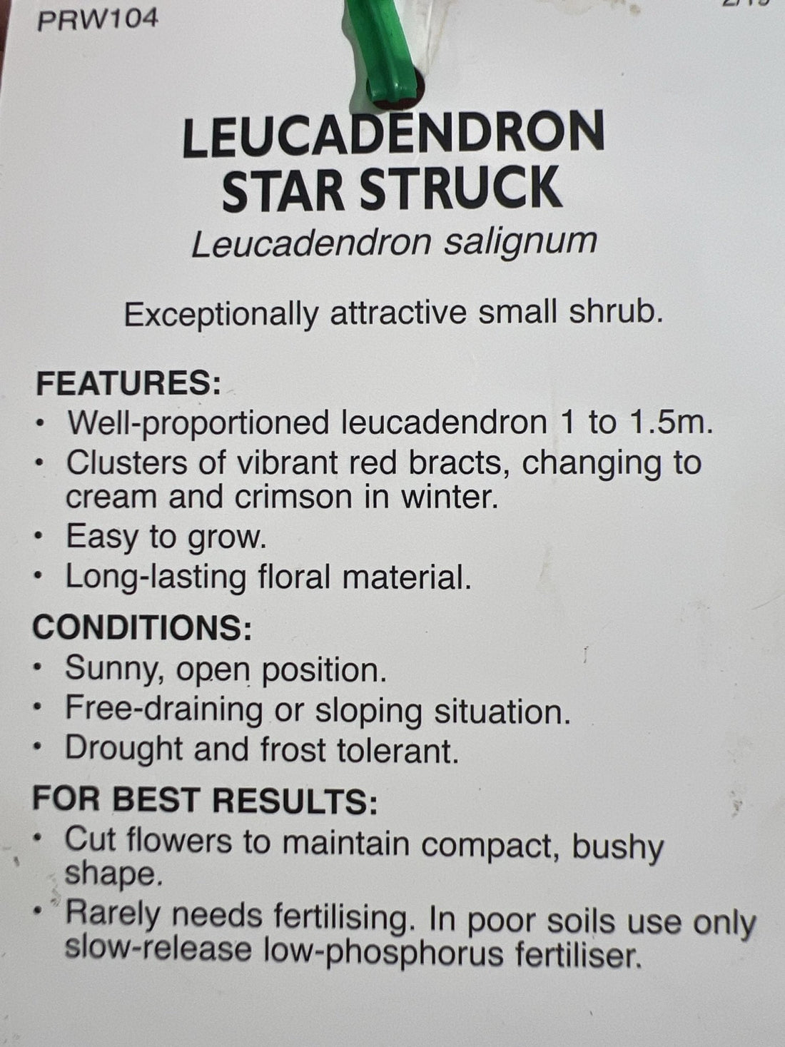 Star Struck (Leucadendron) - Ladybird Nursery