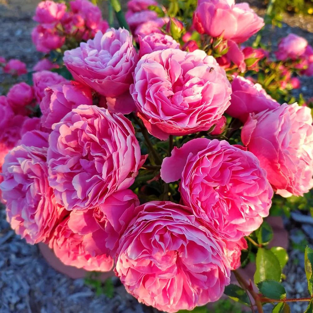 Rose 'Leonardo Da Vinci' (Bareroot) - Ladybird Nursery