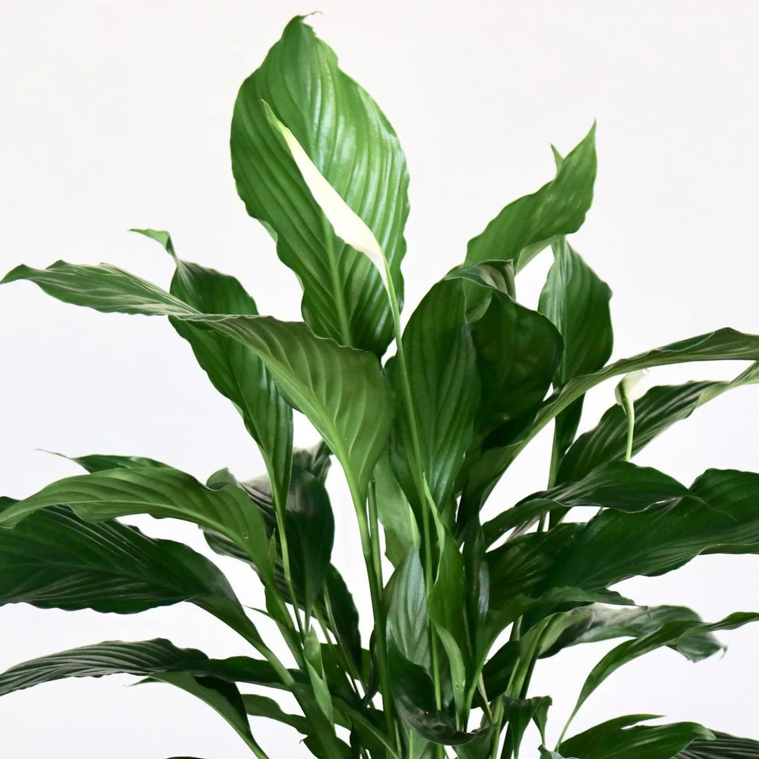 Peace Lily Sweet Dario (Spathiphyllum) - Ladybird Nursery