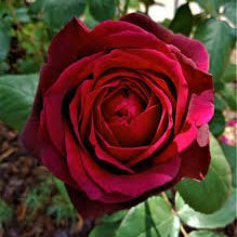 Rose ‘Dark Desire Hybrid Tea’ 2ft Standard - Ladybird Nursery