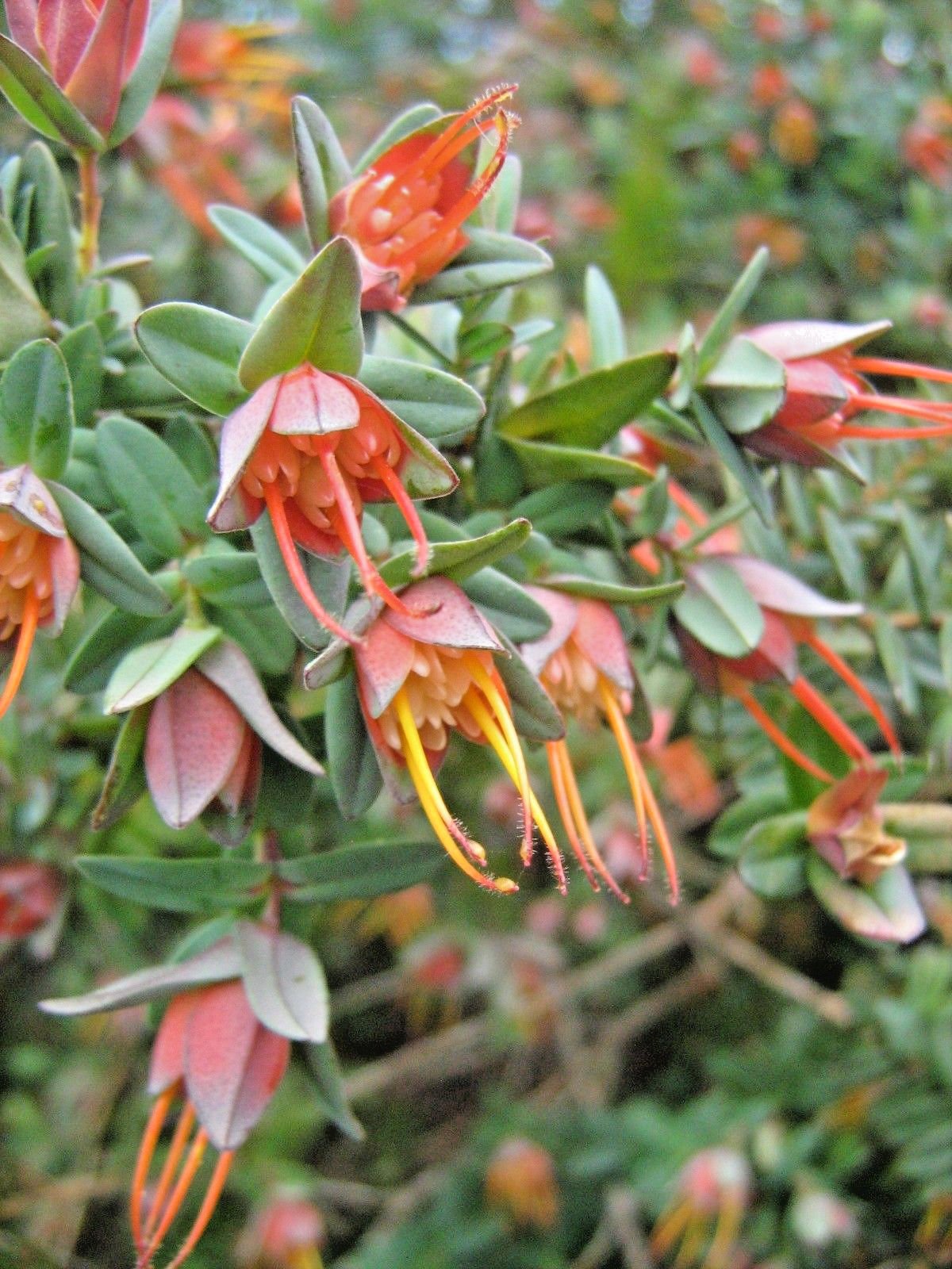 Darwinia citriodora - Ladybird Nursery
