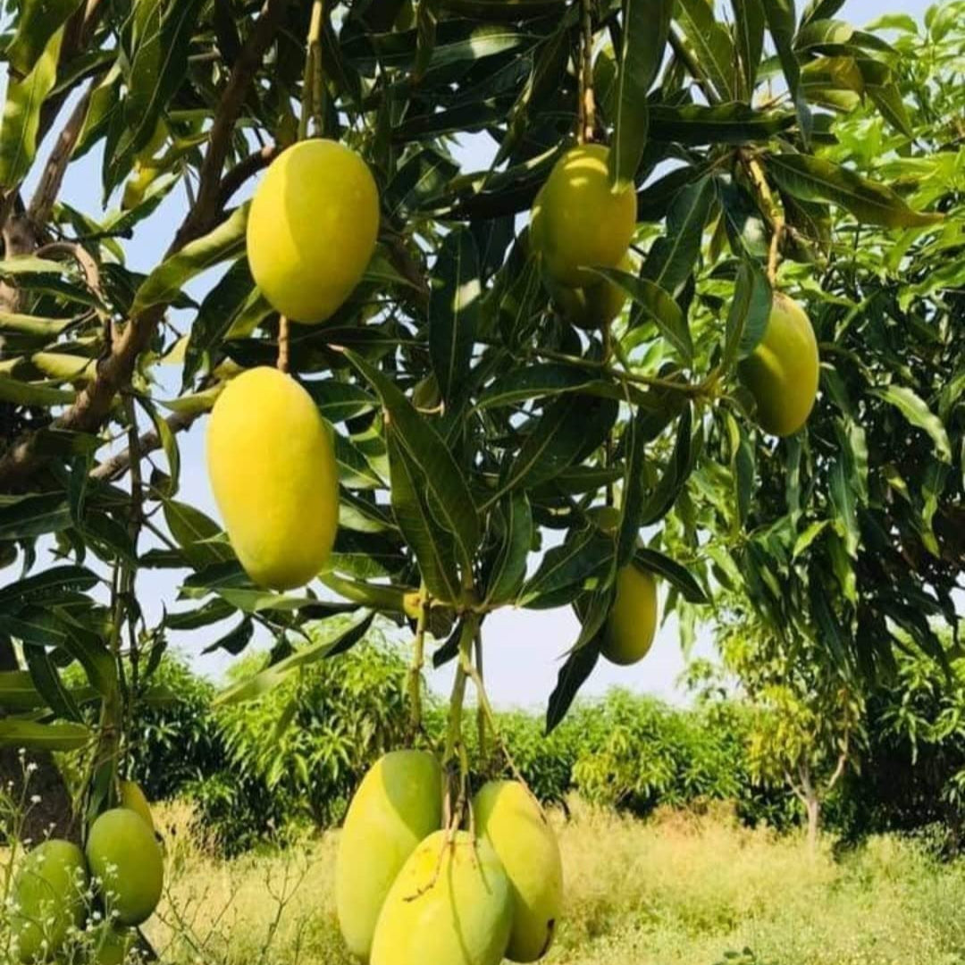 Mango 'Dasheri' - Ladybird Nursery