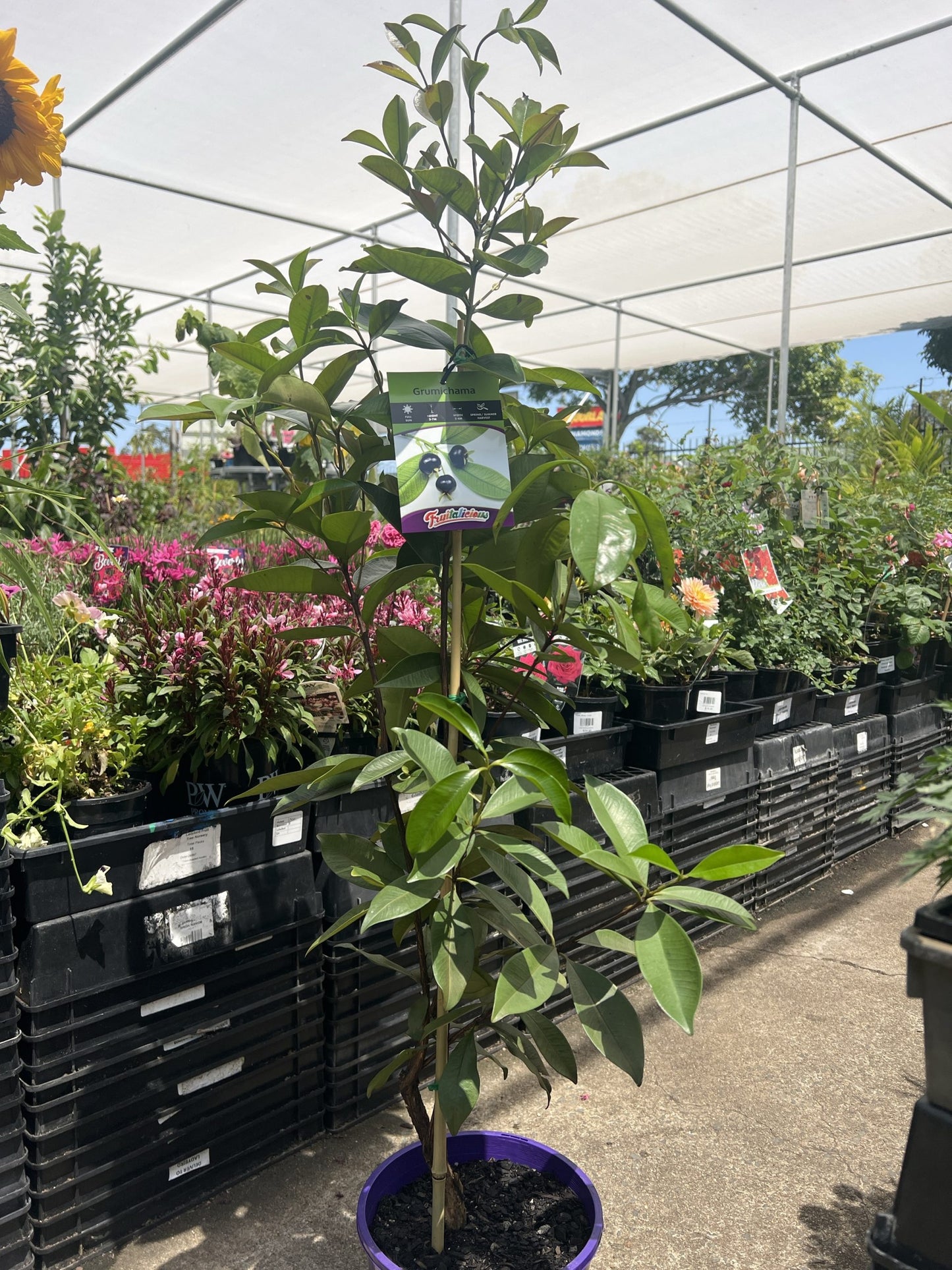 Grumichama Cherry (Grumichama-Eugenia)