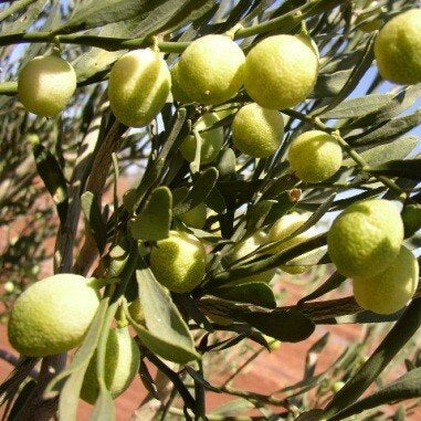 Desert Lime (QLD Only) - Ladybird Nursery