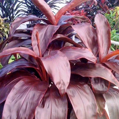 Cordyline Dr Brown (Cordyline fruticosa) - Ladybird Nursery