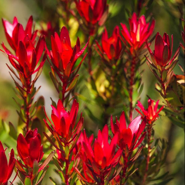 Leucadendron salignum 'Red Devil’ - Ladybird Nursery