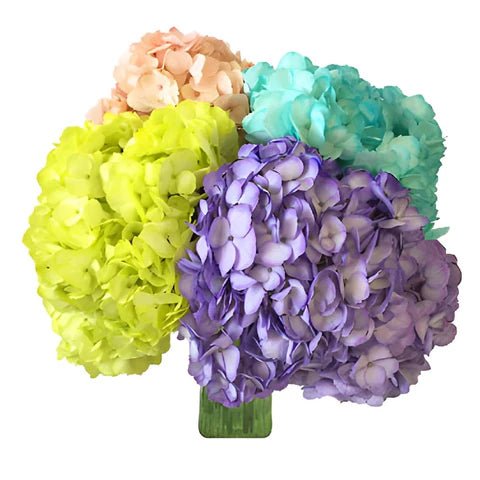 Hydrangea Assorted (Hydrangea spp.) - Ladybird Nursery