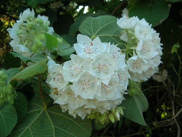 Tropical Hydrangea White (Dombeya wallichii)