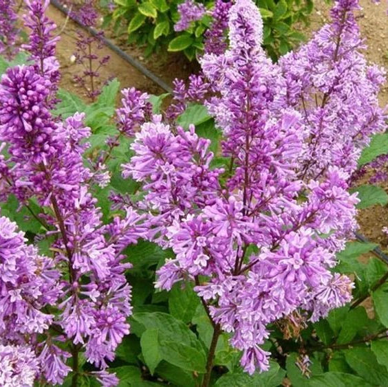 Donald Wyman 'Lilac' (Syringa vulgaris) - Ladybird Nursery