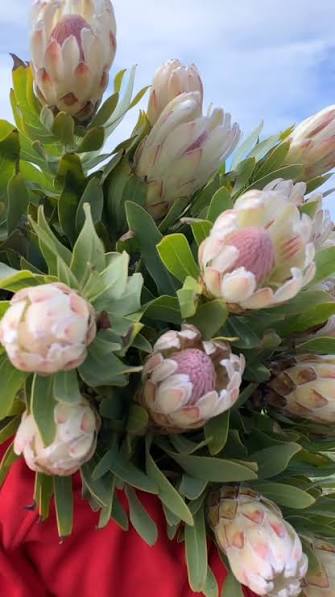 Protea 'Donna'